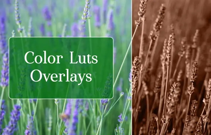 Color Luts Overlays