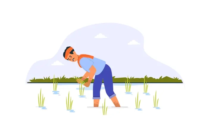 Indian Farmer Transplant Rice Seeding in Paddy Illustration