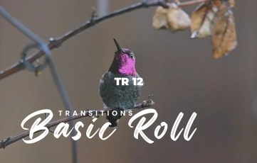 Basic Roll Transitions Pack After Effects Template