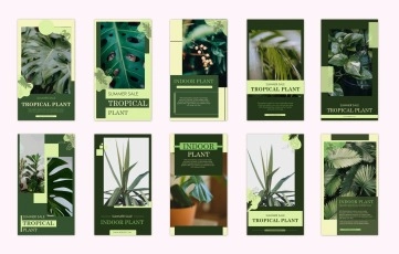 Indoor Plants Promo Instagram Stories After Effects Template
