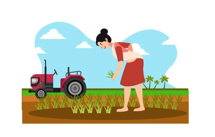 Woman Worker Is Harvests Rice In The Field Rice Planting Illustration Premium Vector